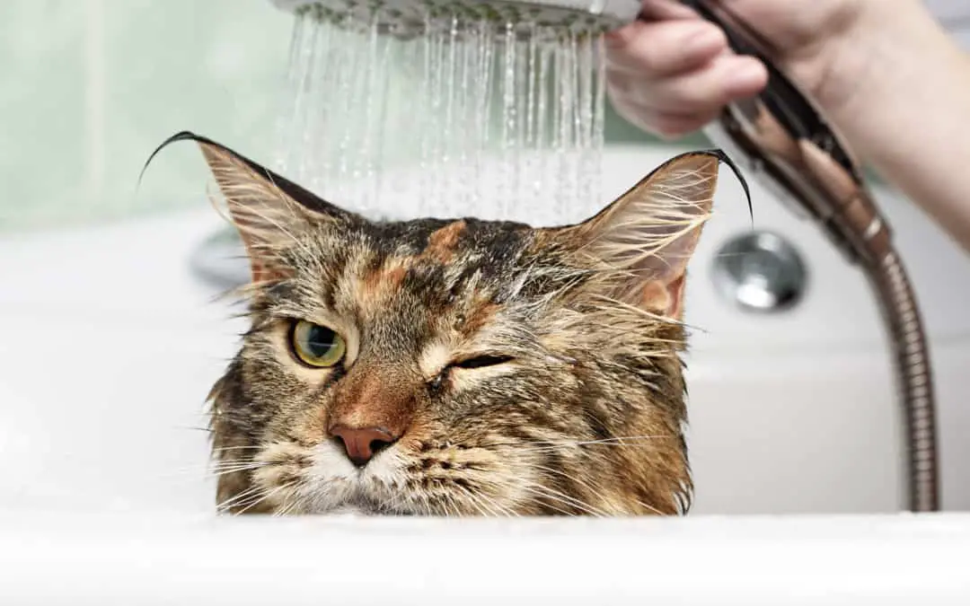Kat wassen