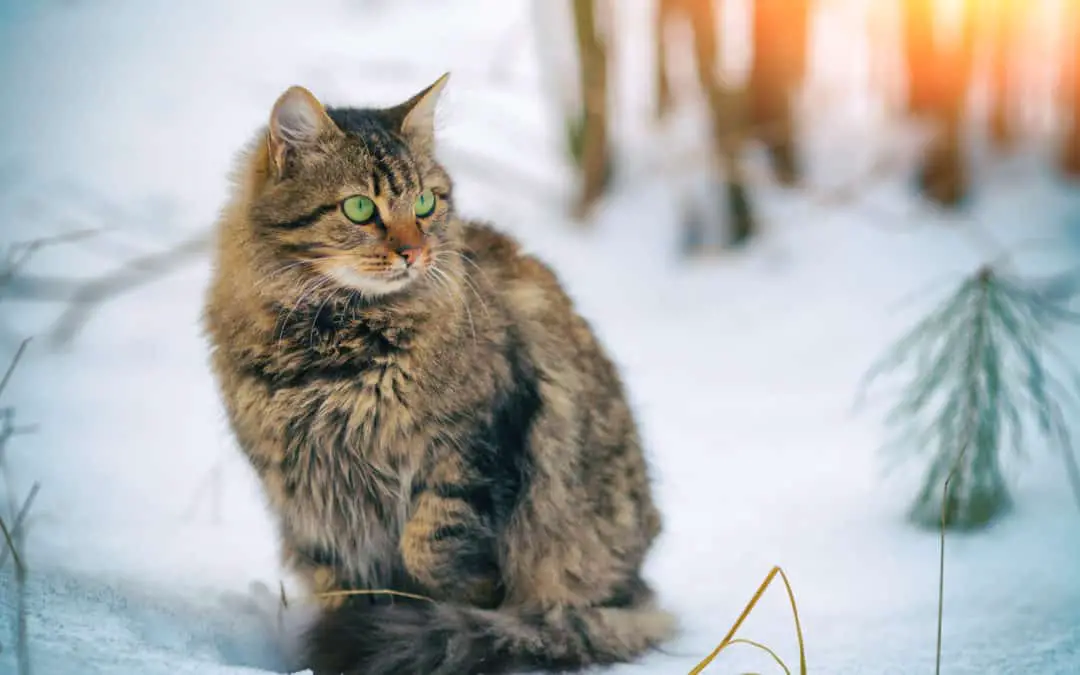 Siberische kat
