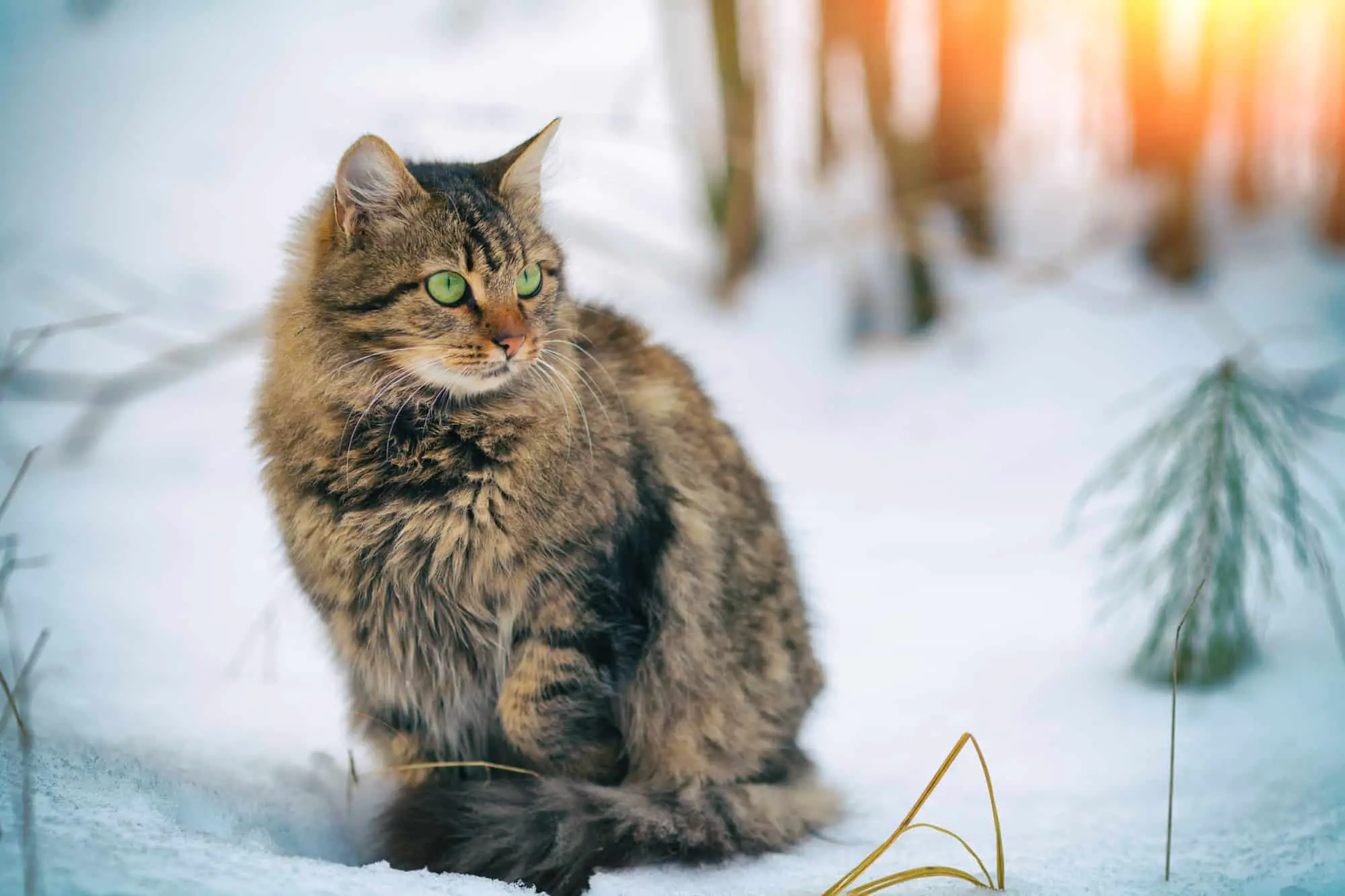 Siberische kat