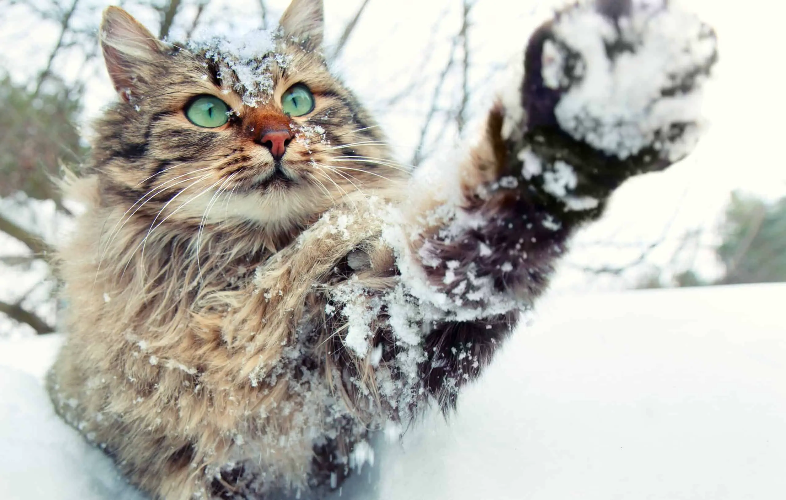 siberische kat